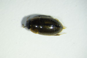  ( - GBOL03221)  @12 [ ] CreativeCommons - Attribution Non-Commercial Share-Alike (2015) SNSB, Zoologische Staatssammlung Muenchen SNSB, Zoologische Staatssammlung Muenchen