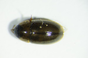  ( - GBOL03224)  @12 [ ] CreativeCommons - Attribution Non-Commercial Share-Alike (2015) SNSB, Zoologische Staatssammlung Muenchen SNSB, Zoologische Staatssammlung Muenchen