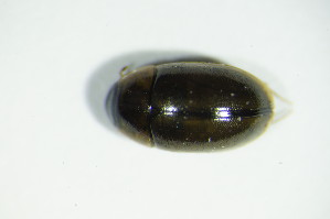  ( - GBOL03228)  @12 [ ] CreativeCommons - Attribution Non-Commercial Share-Alike (2015) SNSB, Zoologische Staatssammlung Muenchen SNSB, Zoologische Staatssammlung Muenchen