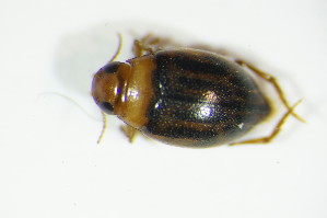  (Hygrotus versicolor - GBOL03305)  @13 [ ] CreativeCommons - Attribution Non-Commercial Share-Alike (2015) SNSB, Zoologische Staatssammlung Muenchen SNSB, Zoologische Staatssammlung Muenchen