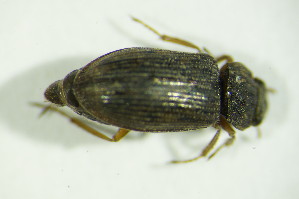  ( - GBOL03481)  @12 [ ] CreativeCommons - Attribution Non-Commercial Share-Alike (2015) SNSB, Zoologische Staatssammlung Muenchen SNSB, Zoologische Staatssammlung Muenchen