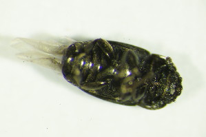  ( - GBOL04237)  @12 [ ] CreativeCommons - Attribution Non-Commercial Share-Alike (2015) SNSB, Zoologische Staatssammlung Muenchen SNSB, Zoologische Staatssammlung Muenchen