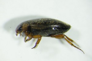  (Hydroporus palustris - GBOL05076)  @14 [ ] CreativeCommons - Attribution Non-Commercial Share-Alike (2015) SNSB, Zoologische Staatssammlung Muenchen SNSB, Zoologische Staatssammlung Muenchen