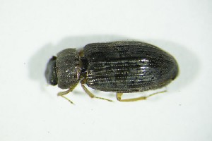  ( - GBOL05126)  @13 [ ] CreativeCommons - Attribution Non-Commercial Share-Alike (2015) SNSB, Zoologische Staatssammlung Muenchen SNSB, Zoologische Staatssammlung Muenchen