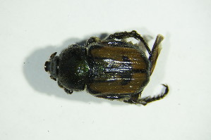  (Scarabaeidae_gen - GBOL05738)  @12 [ ] CreativeCommons - Attribution Non-Commercial Share-Alike (2015) SNSB, Zoologische Staatssammlung Muenchen SNSB, Zoologische Staatssammlung Muenchen