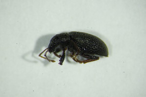  (Phyllobius spACP6322 - GBOL05749)  @12 [ ] CreativeCommons - Attribution Non-Commercial Share-Alike (2015) SNSB, Zoologische Staatssammlung Muenchen SNSB, Zoologische Staatssammlung Muenchen