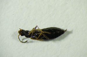  ( - GBOL07577)  @12 [ ] CreativeCommons - Attribution Non-Commercial Share-Alike (2015) SNSB, Zoologische Staatssammlung Muenchen SNSB, Zoologische Staatssammlung Muenchen