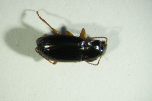  ( - GBOL07580)  @12 [ ] CreativeCommons - Attribution Non-Commercial Share-Alike (2015) SNSB, Zoologische Staatssammlung Muenchen SNSB, Zoologische Staatssammlung Muenchen