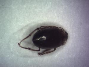  ( - GBOL09219)  @12 [ ] CreativeCommons - Attribution Non-Commercial Share-Alike (2015) SNSB, Zoologische Staatssammlung Muenchen SNSB, Zoologische Staatssammlung Muenchen