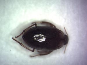  ( - GBOL09220)  @12 [ ] CreativeCommons - Attribution Non-Commercial Share-Alike (2015) SNSB, Zoologische Staatssammlung Muenchen SNSB, Zoologische Staatssammlung Muenchen