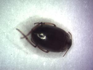  ( - GBOL09221)  @12 [ ] CreativeCommons - Attribution Non-Commercial Share-Alike (2015) SNSB, Zoologische Staatssammlung Muenchen SNSB, Zoologische Staatssammlung Muenchen