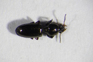  (Dyschirius intermedius - GBOL10090)  @13 [ ] CreativeCommons - Attribution Non-Commercial Share-Alike (2015) SNSB, Zoologische Staatssammlung Muenchen SNSB, Zoologische Staatssammlung Muenchen