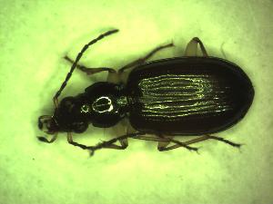  (Bembidion monticola - GBOL10351)  @13 [ ] CreativeCommons - Attribution Non-Commercial Share-Alike (2015) SNSB, Zoologische Staatssammlung Muenchen SNSB, Zoologische Staatssammlung Muenchen