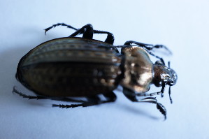  (Carabus ulrichii - GBOL10431)  @11 [ ] CreativeCommons - Attribution Non-Commercial Share-Alike (2015) SNSB, Zoologische Staatssammlung Muenchen SNSB, Zoologische Staatssammlung Muenchen