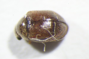  ( - GBOL11087)  @11 [ ] CreativeCommons - Attribution Non-Commercial Share-Alike (2015) SNSB, Zoologische Staatssammlung Muenchen SNSB, Zoologische Staatssammlung Muenchen