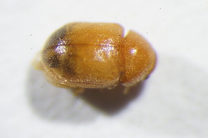  ( - GBOL11088)  @11 [ ] CreativeCommons - Attribution Non-Commercial Share-Alike (2015) SNSB, Zoologische Staatssammlung Muenchen SNSB, Zoologische Staatssammlung Muenchen