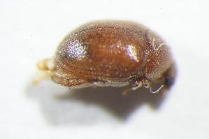  ( - GBOL11089)  @11 [ ] CreativeCommons - Attribution Non-Commercial Share-Alike (2015) SNSB, Zoologische Staatssammlung Muenchen SNSB, Zoologische Staatssammlung Muenchen