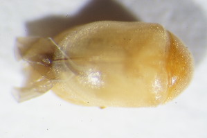  ( - GBOL11090)  @11 [ ] CreativeCommons - Attribution Non-Commercial Share-Alike (2015) SNSB, Zoologische Staatssammlung Muenchen SNSB, Zoologische Staatssammlung Muenchen