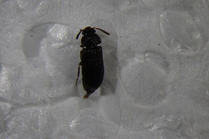  ( - GBOL13243)  @11 [ ] CreativeCommons - Attribution Non-Commercial Share-Alike (2015) SNSB, Zoologische Staatssammlung Muenchen SNSB, Zoologische Staatssammlung Muenchen