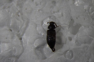  ( - GBOL13246)  @11 [ ] CreativeCommons - Attribution Non-Commercial Share-Alike (2015) SNSB, Zoologische Staatssammlung Muenchen SNSB, Zoologische Staatssammlung Muenchen