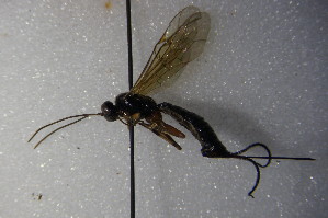  (Scambus calobatus - GBOL14168)  @12 [ ] CreativeCommons - Attribution Non-Commercial Share-Alike (2015) SNSB, Zoologische Staatssammlung Muenchen SNSB, Zoologische Staatssammlung Muenchen