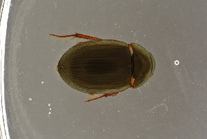  ( - GBOL19624)  @11 [ ] CreativeCommons - Attribution Non-Commercial Share-Alike (2016) SNSB, Staatliche Naturwissenschaftliche Sammlungen Bayerns ZSM (SNSB, Zoologische Staatssammlung Muenchen)