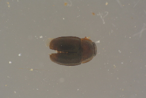  (Hygrotus flaviventris - GBOL19671)  @11 [ ] CreativeCommons - Attribution Non-Commercial Share-Alike (2016) SNSB, Staatliche Naturwissenschaftliche Sammlungen Bayerns ZSM (SNSB, Zoologische Staatssammlung Muenchen)