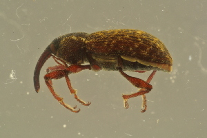  ( - GBOL19775)  @12 [ ] CreativeCommons - Attribution Non-Commercial Share-Alike (2016) SNSB, Staatliche Naturwissenschaftliche Sammlungen Bayerns ZSM (SNSB, Zoologische Staatssammlung Muenchen)