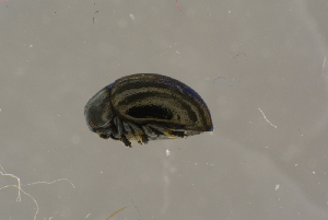  ( - GBOLBB24)  @11 [ ] CreativeCommons - Attribution Non-Commercial Share-Alike (2016) SNSB, Staatliche Naturwissenschaftliche Sammlungen Bayerns ZSM (SNSB, Zoologische Staatssammlung Muenchen)