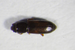  ( - GBOL_Col_FK_09670)  @11 [ ] CreativeCommons - Attribution Non-Commercial Share-Alike (2015) SNSB, Zoologische Staatssammlung Muenchen SNSB, Zoologische Staatssammlung Muenchen