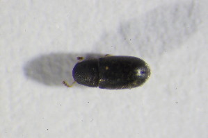  (Sulcacis bicornis - GBOL_Col_FK_10632)  @12 [ ] CreativeCommons - Attribution Non-Commercial Share-Alike (2015) SNSB, Zoologische Staatssammlung Muenchen SNSB, Zoologische Staatssammlung Muenchen