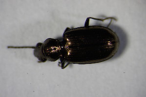  (Bembidion bipunctatum - GBOL_Col_FK_6539)  @13 [ ] CreativeCommons - Attribution Non-Commercial Share-Alike (2015) SNSB, Zoologische Staatssammlung Muenchen SNSB, Zoologische Staatssammlung Muenchen