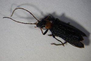  (Oedemera croceicollis - GBOL_Col_FK_6565)  @13 [ ] CreativeCommons - Attribution Non-Commercial Share-Alike (2015) SNSB, Zoologische Staatssammlung Muenchen SNSB, Zoologische Staatssammlung Muenchen