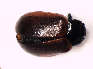  ( - GBOL_Col_FK_6762)  @12 [ ] CreativeCommons - Attribution Non-Commercial Share-Alike (2015) SNSB, Zoologische Staatssammlung Muenchen SNSB, Zoologische Staatssammlung Muenchen