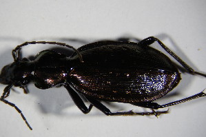  (Carabus depressus - GBOL_Col_FK_6886)  @13 [ ] CreativeCommons - Attribution Non-Commercial Share-Alike (2015) SNSB, Zoologische Staatssammlung Muenchen SNSB, Zoologische Staatssammlung Muenchen