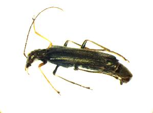  (Oedemera annulata - GBOL_Col_FK_7364)  @13 [ ] CreativeCommons - Attribution Non-Commercial Share-Alike (2015) SNSB, Zoologische Staatssammlung Muenchen SNSB, Zoologische Staatssammlung Muenchen