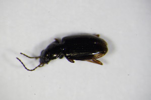  (Bembidion guttula - GBOL_Col_FK_7940)  @13 [ ] CreativeCommons - Attribution Non-Commercial Share-Alike (2015) SNSB, Zoologische Staatssammlung Muenchen SNSB, Zoologische Staatssammlung Muenchen