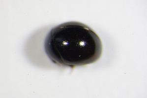  (Agathidium marginatum - GBOL_Col_FK_8005)  @12 [ ] CreativeCommons - Attribution Non-Commercial Share-Alike (2015) SNSB, Zoologische Staatssammlung Muenchen SNSB, Zoologische Staatssammlung Muenchen