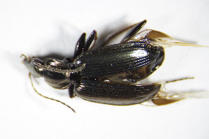  (Agonum gracilipes - GBOL_Col_FK_8895)  @13 [ ] CreativeCommons - Attribution Non-Commercial Share-Alike (2015) SNSB, Zoologische Staatssammlung Muenchen SNSB, Zoologische Staatssammlung Muenchen