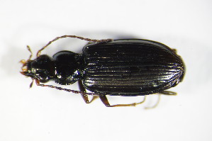  (Bembidion fasciolatum - GBOL_Col_FK_9005)  @13 [ ] CreativeCommons - Attribution Non-Commercial Share-Alike (2015) SNSB, Zoologische Staatssammlung Muenchen SNSB, Zoologische Staatssammlung Muenchen