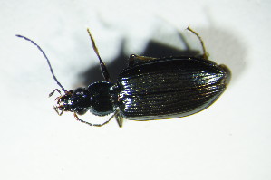  (Bembidion ascendens - GBOL_Col_FK_9149)  @13 [ ] CreativeCommons - Attribution Non-Commercial Share-Alike (2015) SNSB, Zoologische Staatssammlung Muenchen SNSB, Zoologische Staatssammlung Muenchen