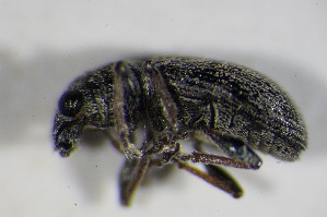  (Sitona striatellus - GBOL_Col_FK_4558)  @13 [ ] CreativeCommons - Attribution Non-Commercial Share-Alike (2015) SNSB, Zoologische Staatssammlung Muenchen SNSB, Zoologische Staatssammlung Muenchen