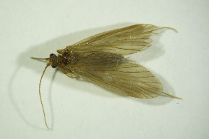  ( - GBOL03617)  @11 [ ] CreativeCommons - Attribution Non-Commercial Share-Alike (2015) SNSB, Zoologische Staatssammlung Muenchen SNSB, Zoologische Staatssammlung Muenchen