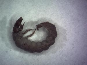  ( - GBOL08659)  @12 [ ] CreativeCommons - Attribution Non-Commercial Share-Alike (2015) SNSB, Zoologische Staatssammlung Muenchen SNSB, Zoologische Staatssammlung Muenchen