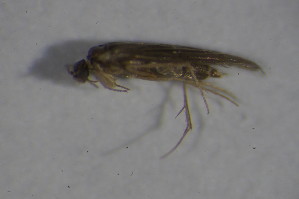  (Hydroptila pulchricornis - GBOL11603)  @13 [ ] CreativeCommons - Attribution Non-Commercial Share-Alike (2015) SNSB, Zoologische Staatssammlung Muenchen SNSB, Zoologische Staatssammlung Muenchen