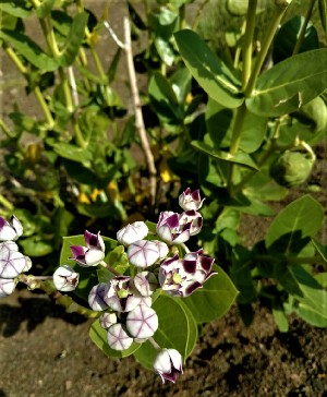  ( - GBFZ-35)  @11 [ ] Unspecified (default): All Rights Reserved (2020) Gulmeena BUITEMS