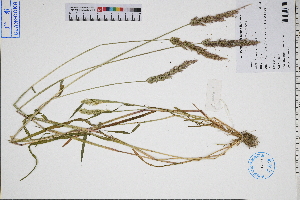  (Polypogon fugax - GBA-DWQGZ18)  @11 [ ] by-nc-sa  Xue-Jun Ge Herbarium of South China Botanical Garden