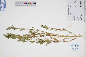  ( - GBA-DWQGZ21)  @11 [ ] by-nc-sa  Xue-Jun Ge Herbarium of South China Botanical Garden