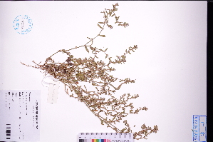  ( - GBA-DWQGZ22)  @11 [ ] by-nc-sa  Xue-Jun Ge Herbarium of South China Botanical Garden