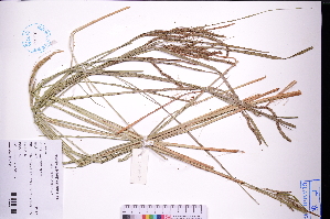  (Carex phacota - GBA-DWQGZ40)  @11 [ ] by-nc-sa  Xue-Jun Ge Herbarium of South China Botanical Garden